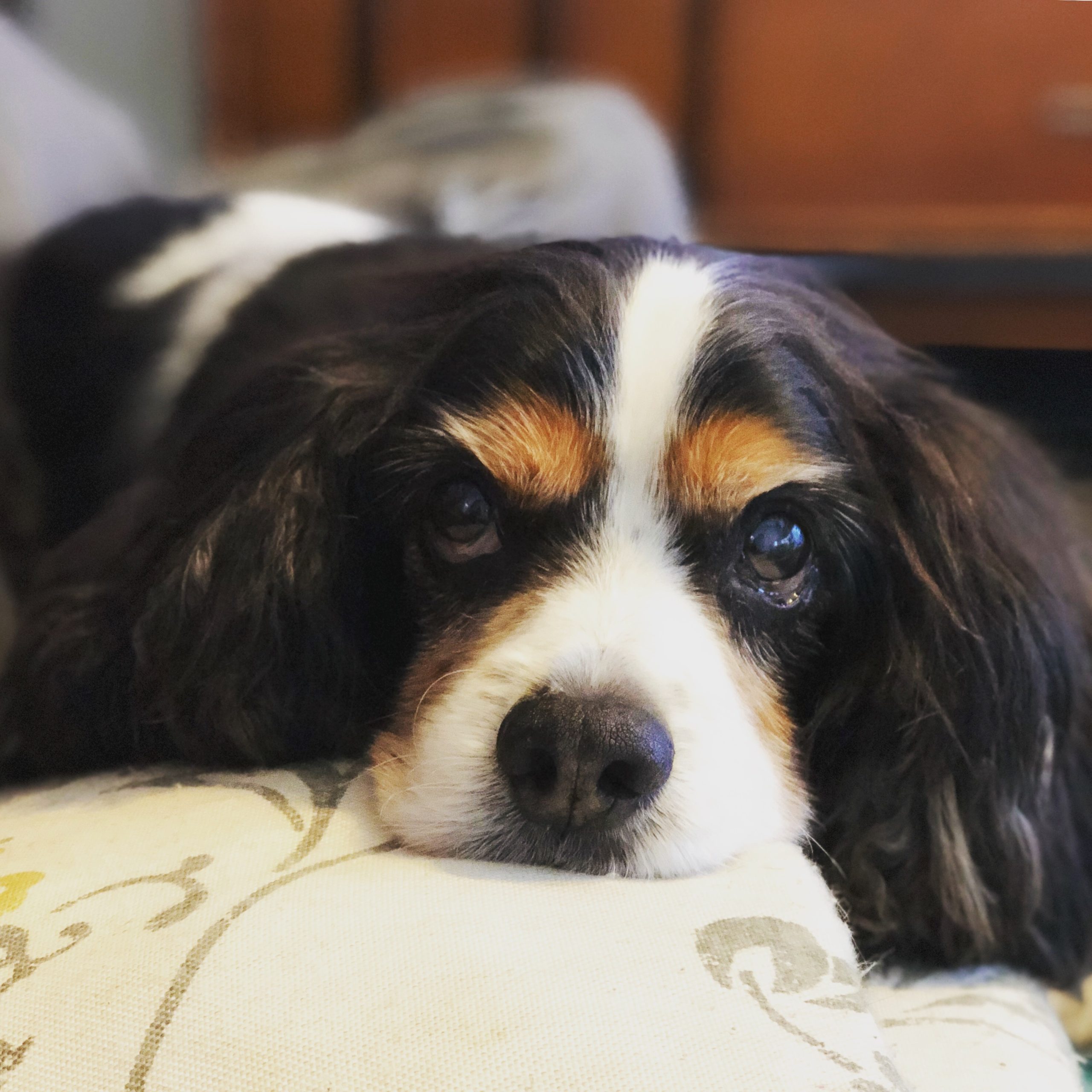 オンラインサロンへのお誘い