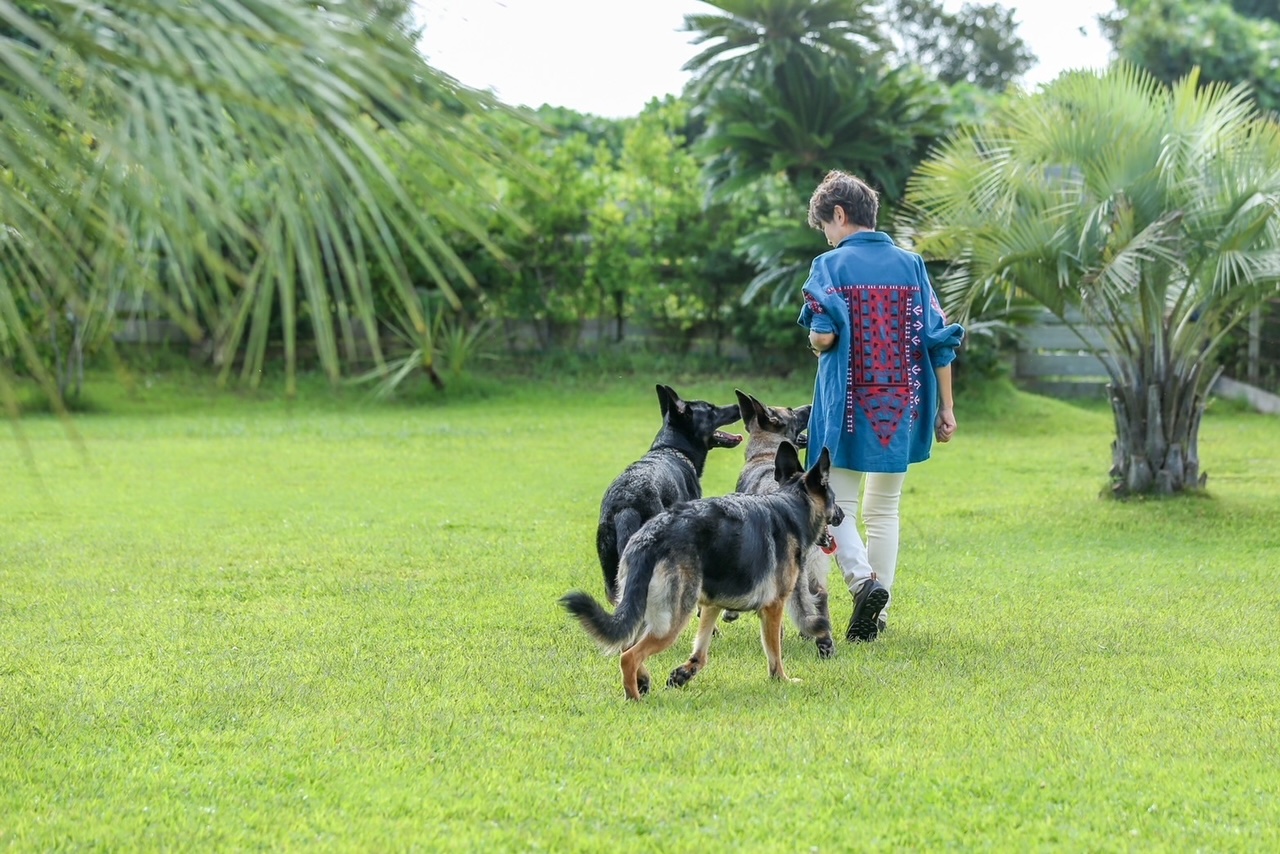 私と犬たち。DFLのイメージ