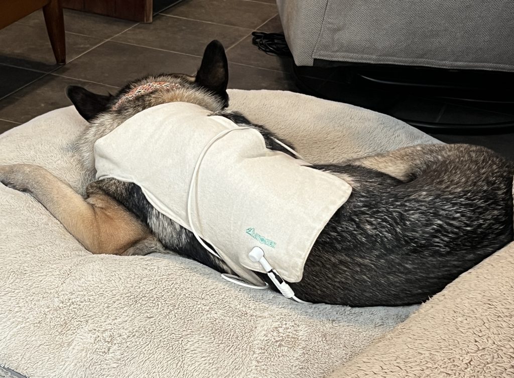 バイオレゾナンス虫の写真