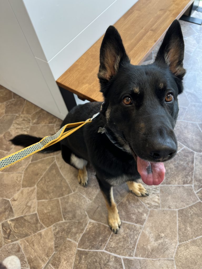 まずは受付。大型犬もOK