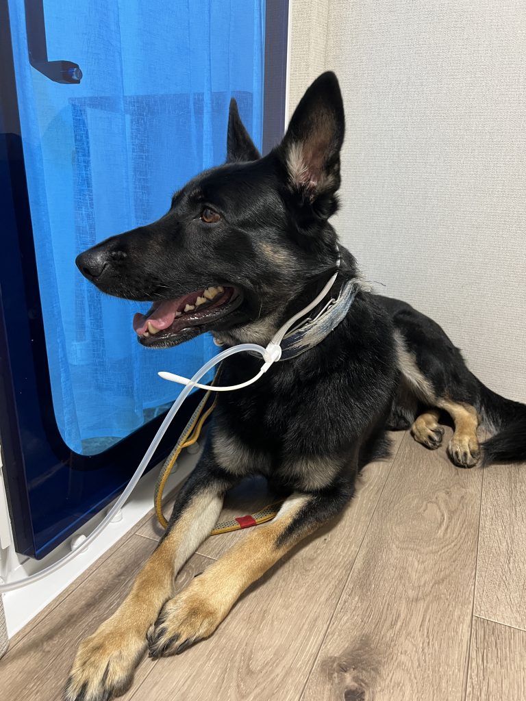 酸素ボックスの中