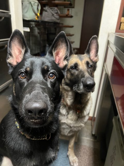 我が家の犬たちがメルマガにご招待