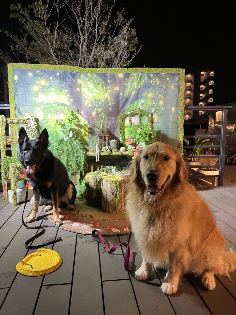 ナイトドッグランにて
