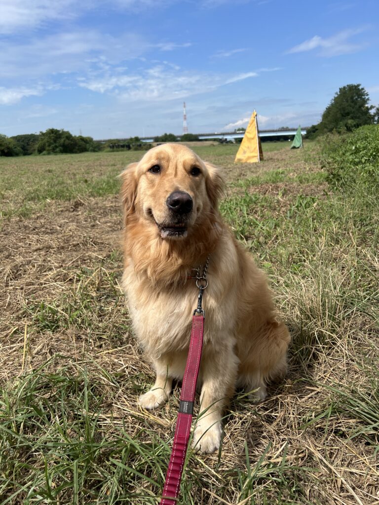 訓練を見学するオルカ