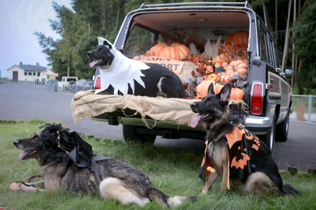 フォトスポットのワゴニア